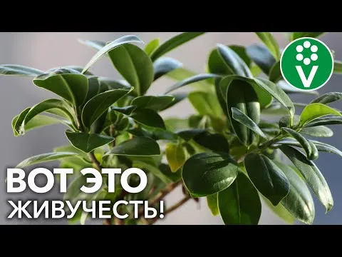 Нажми и смотри