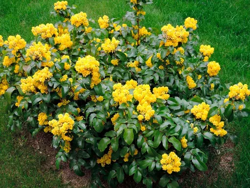 Магония падуболистная