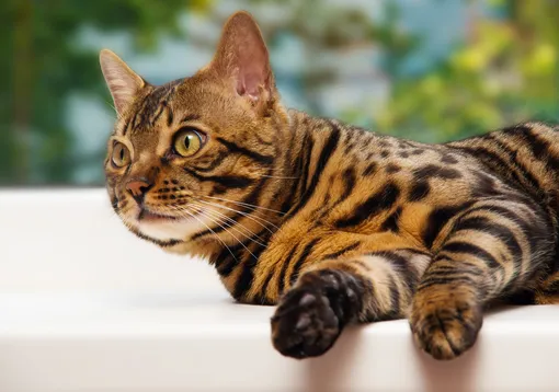 бенгальская кошка бенгальская кошка