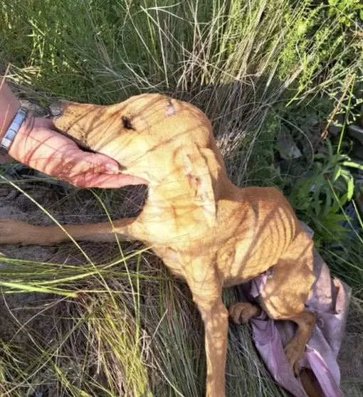 чудесное спасение собаки чудесное спасение собаки