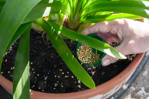 5 решений, которые помогут спасти комнатные растения