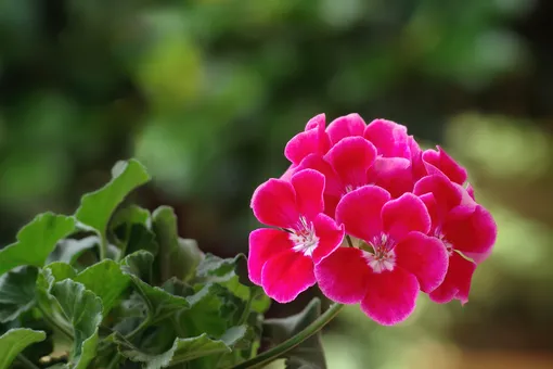 удобрения герани удобрения герани