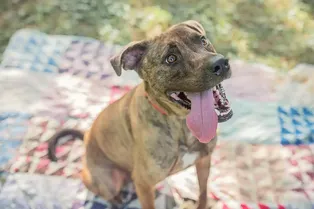 Сотрудники приюта овациями проводили пса, который 9 месяцев ждал нового хозяина