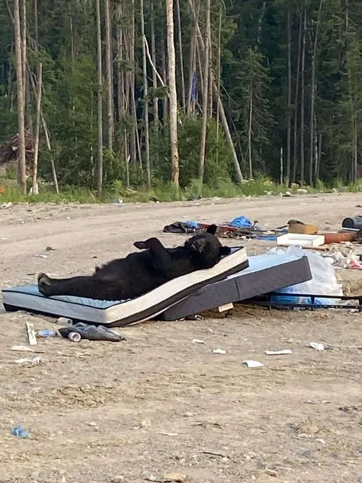 медведь вышел к людям медведь вышел к людям