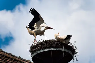 Чтобы деревня процветала: жители построили местному аисту новое гнездо Чтобы деревня процветала: жители построили местному аисту новое гнездо