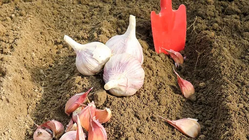 Как сажать озимый чеснок