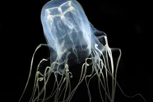 Россиянку спасли на пляже в Дубае после укуса смертельной медузы