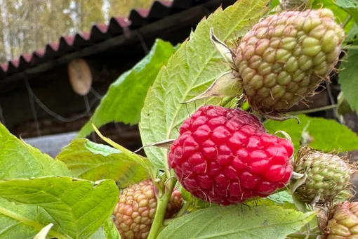 Малина на зиму: не рубите с плеча в ноябре — иначе ягод не дождётесь