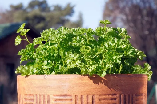 4 растения для весенней посадки в контейнеры петрушка 4 растения для весенней посадки в контейнеры петрушка