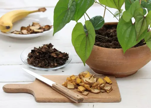 Зачем использовать кожуру фруктов в качестве удобрения Зачем использовать кожуру фруктов в качестве удобрения