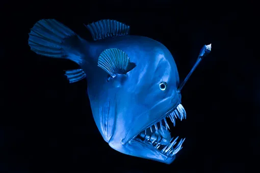 удильщик удильщик