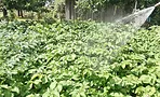 Поливал огород днём на солнце: личный опыт редактора, который не сжёг ни одного листа Поливал огород днём на солнце: личный опыт редактора, который не сжёг ни одного листа