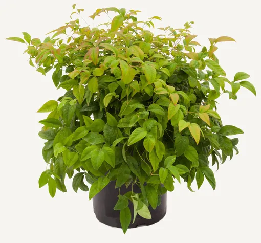 Нандина в цветочном горшке Нандина в цветочном горшке