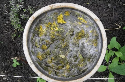 Одуванчик и окопник