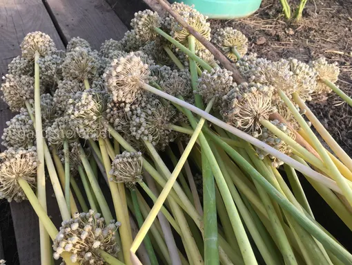 Сбор семян луковых