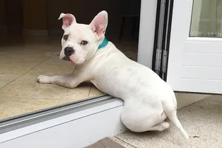 Крошка-питбуль даже стоять не мог нормально. Теперь он покоряет горы!