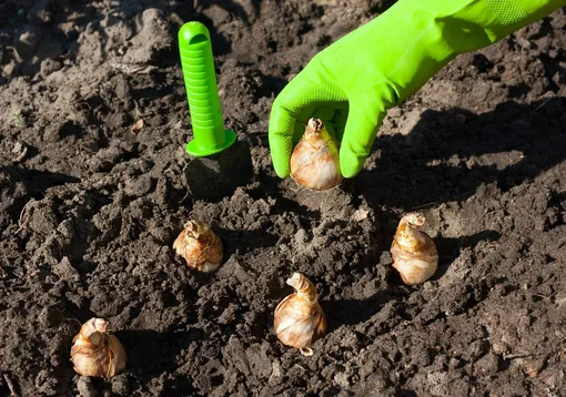 Посадка тюльпанов и нарциссов: 3 самые большие ошибки