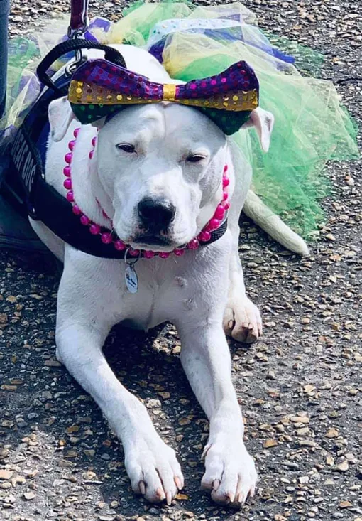 глухая собака ищет дом глухая собака ищет дом