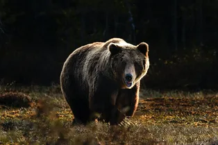 «Не мешай тете»: медведица поругала детеныша, который залез к людям