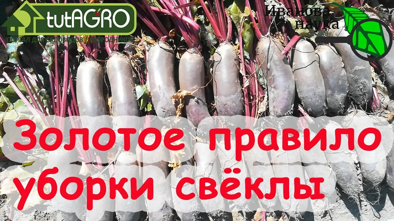 Нажми и смотри