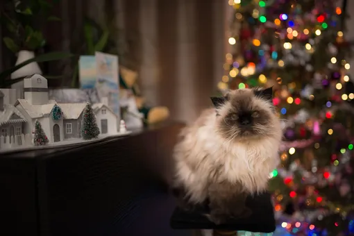 гималайская кошка фото гималайская кошка фото