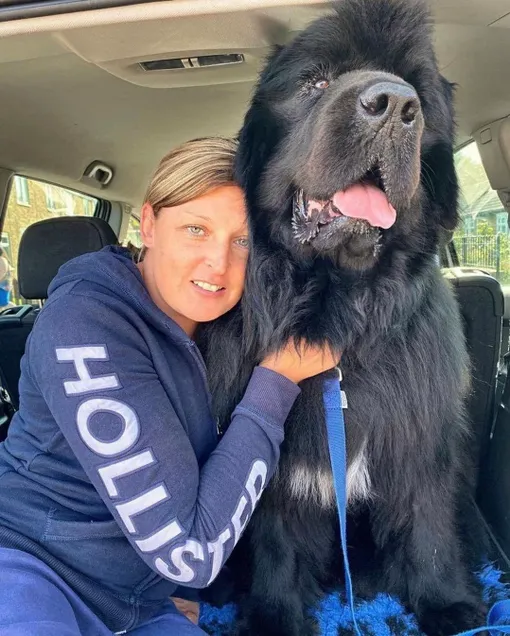 собака в машине собака в машине