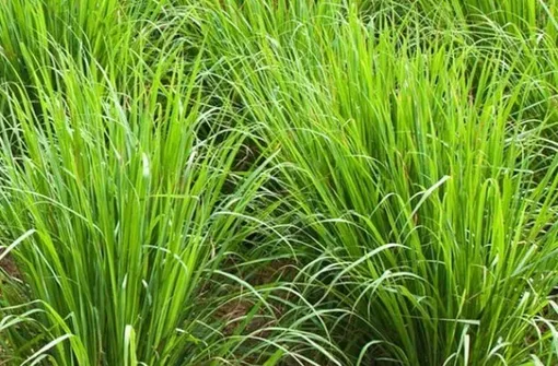 лемонграсс лемонграсс