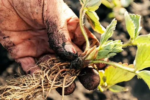 На какую глубину я сажаю клубнику. Будьте осторожны с «сердечком» – одна ошибка и саженец сгниет На какую глубину я сажаю клубнику. Будьте осторожны с «сердечком» – одна ошибка и саженец сгниет
