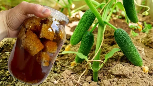 Народное удобрение для продления плодоношения огурцов Народное удобрение для продления плодоношения огурцов