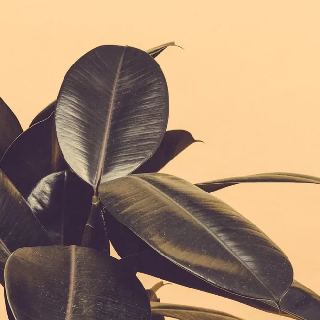 Фикус каучуконосный: эксперты объяснили, насколько токсичен этот популярный цветок для кошек