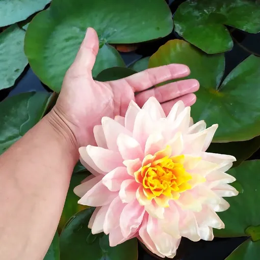 Одна из фавориток крымского цветовода — это нимфея Awesome. Она цветет очень крупными и ароматными соцветиями, размер которых может достигать тридцати сантиметров. Окрас лепестков имеет очень нежные оттенки — от бежевого до светло-розового.