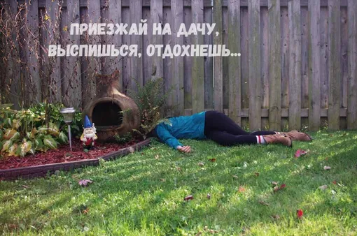 мемы про дачу