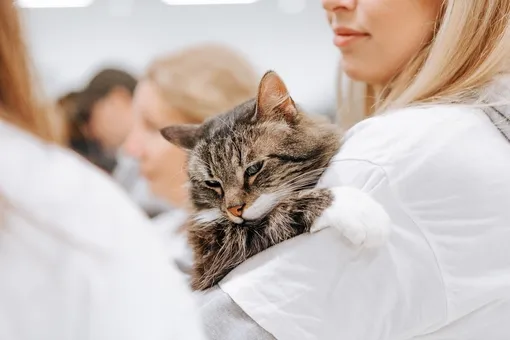 Кот на руках выставка кошек фото Кот на руках выставка кошек фото