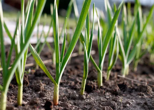 Как выращивать чеснок без ошибок? Вот самые важные правила Как выращивать чеснок без ошибок? Вот самые важные правила