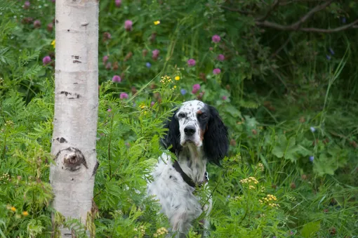 Аллергия у собак фото