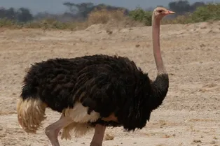 В Ленобласти 12 часов не могли поймать сбежавшего страуса Стёпу