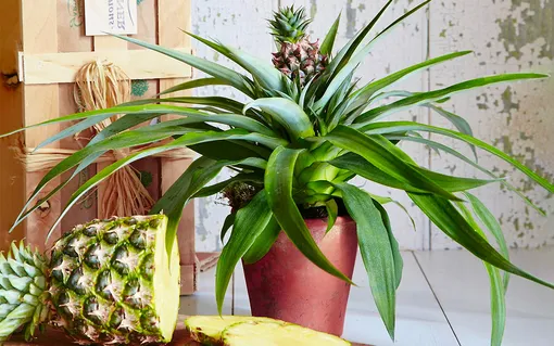 Как вырастить ананас из остатков фрукта Как вырастить ананас из остатков фрукта