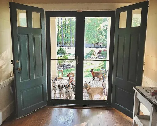 Время обеда. Питомцы уже в ожидании Время обеда. Питомцы уже в ожидании