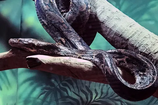 В Московском зоопарке после укуса змеи скончался 35-летний сотрудник