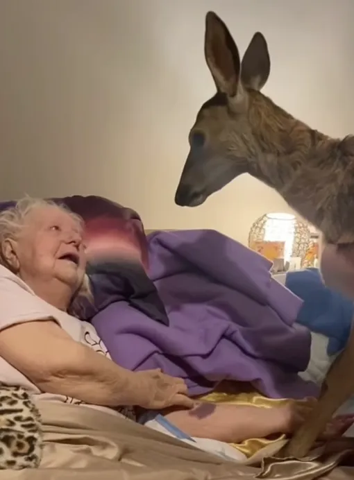 женщина и олень женщина и олень