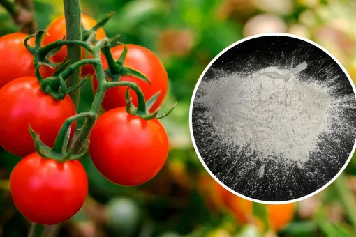 Хотите получить рекордный урожай томатов? Попробуйте «трюк» с этим удобрением Хотите получить рекордный урожай томатов? Попробуйте «трюк» с этим удобрением