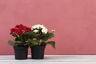 Чашу для кактуса, куб для сансевиерии: как выбрать идеальный горшок для каждого цветка Чашу для кактуса, куб для сансевиерии: как выбрать идеальный горшок для каждого цветка