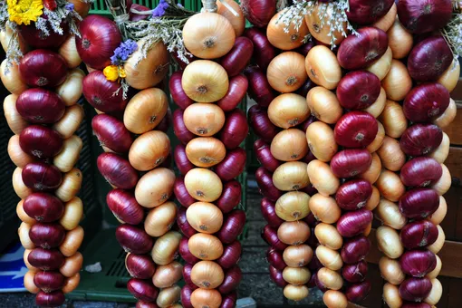 Что делать с луком после выкапывания, чтобы долго хранился зимой Что делать с луком после выкапывания, чтобы долго хранился зимой