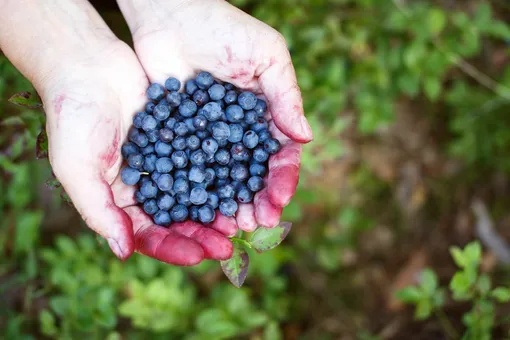 Как распознать чернику? В лесу легко ошибиться