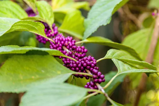 Красивоплодник американский