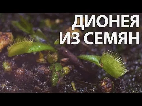 Нажми и смотри Нажми и смотри