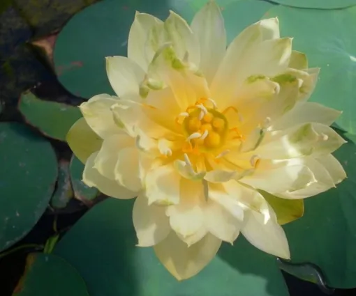 Лотос Bing Jiao: подходит для выращивания в небольших вазонах