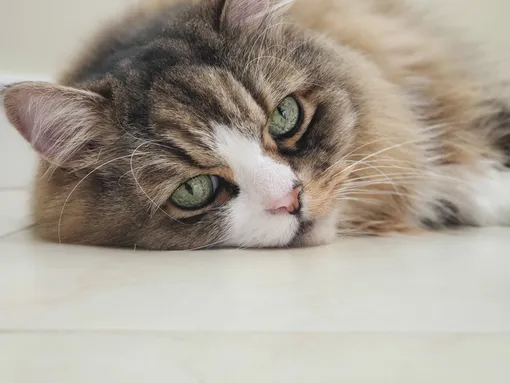 рагамаффин что за порода рагамаффин что за порода