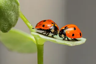 Британский тест на Альцгеймера: найдите на картинке лица детей и божьих коровок