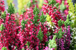 Вереск порадует пышным цветением: просто добавьте это в воду для полива